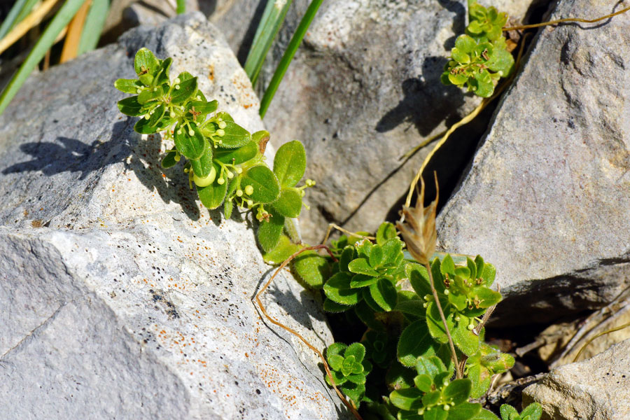 Cruciata glabra subsp. hirticaulis / Crocettona glabra